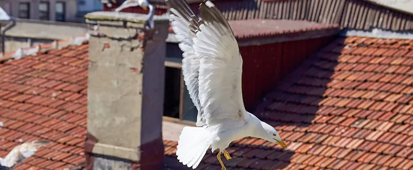 Residential Chimney Animal Removal Solution in Hutto, TX