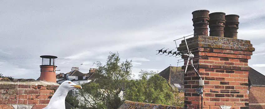 Chimney Cleaning And Restoration in Hutto, Texas